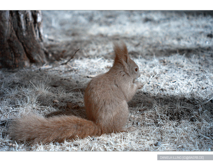 hörnchen in infrarot