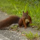 Hörnchen in Lebensgefahr! (1)