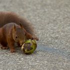 Hörnchen in Lebensgefahr! (2)