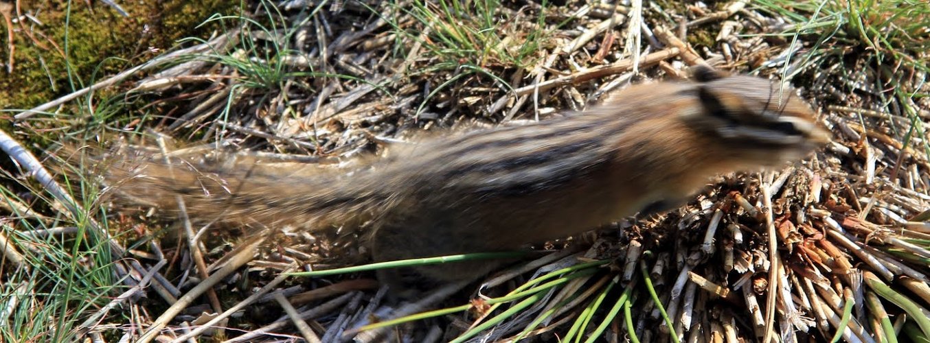 Hörnchen in motion