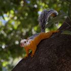Hörnchen in Nicoya/Costa Rica