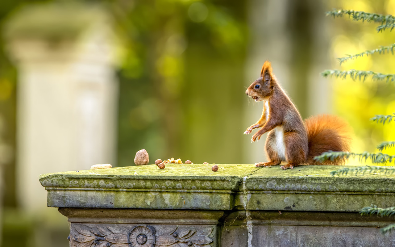 Hörnchen Klum :-)