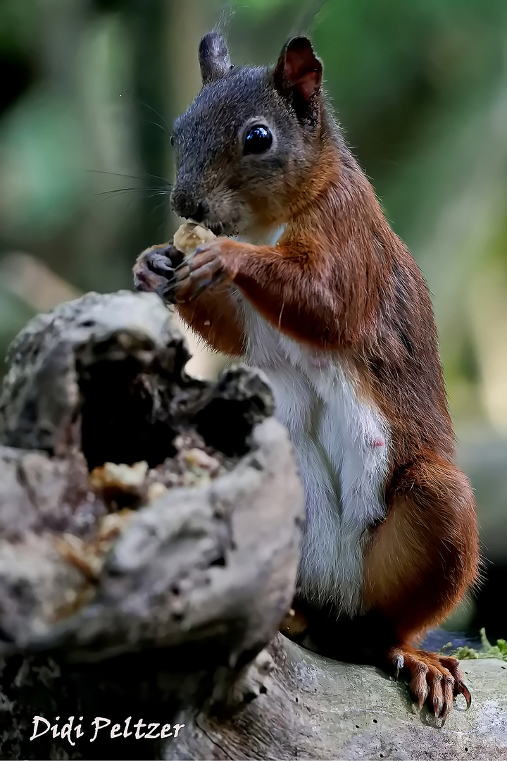 Hörnchen knabbert an einem Walnusskern ...