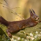 Hörnchen macht es sich gemüglich ....