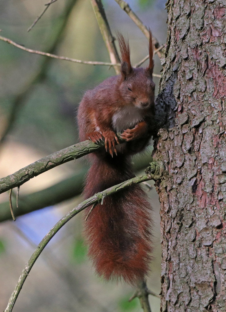 Hörnchen macht Pause