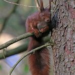 Hörnchen macht Pause