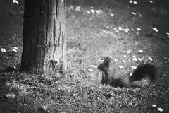 Hörnchen meets hölzernen Follfosten