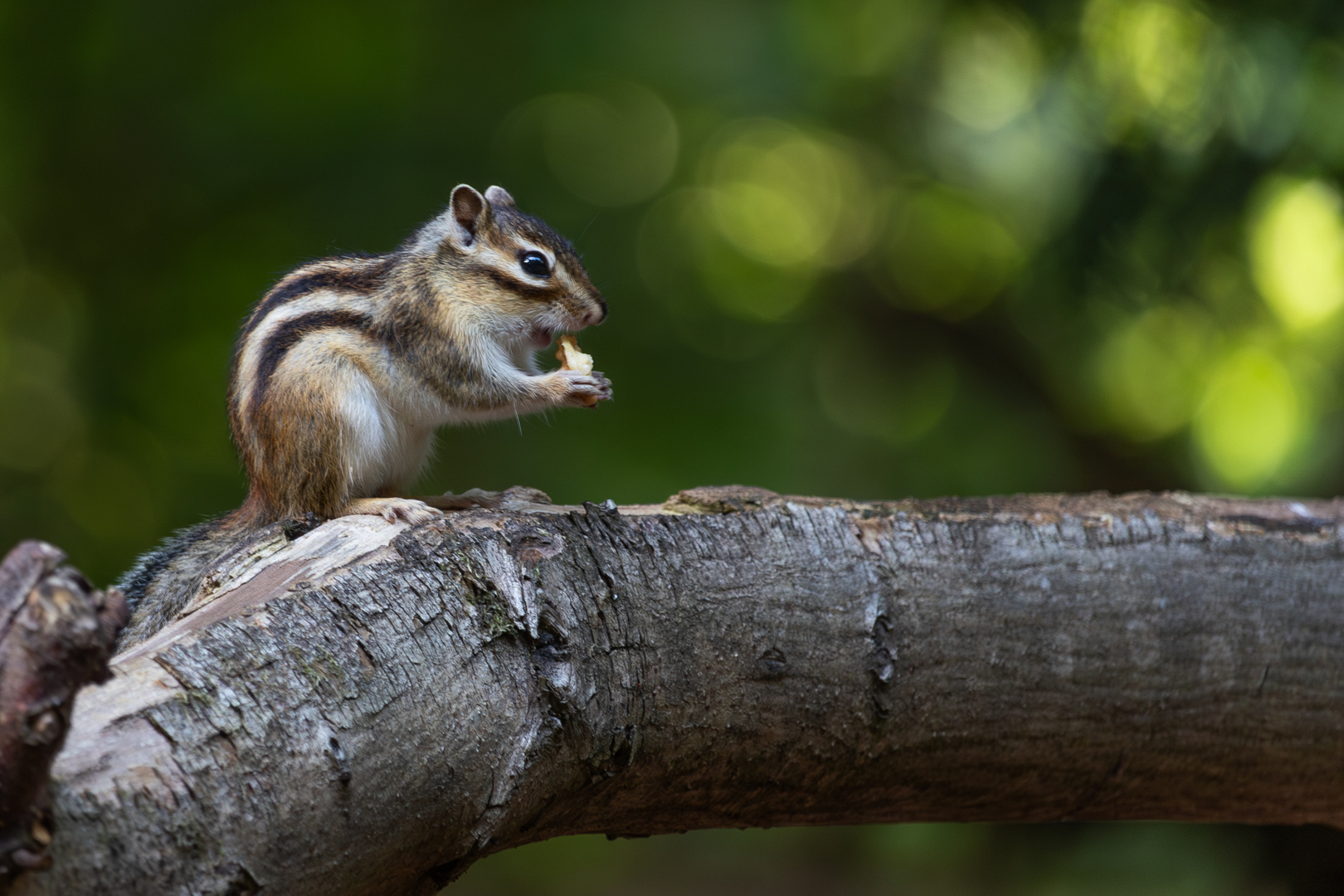 Hörnchen mit Bokeh