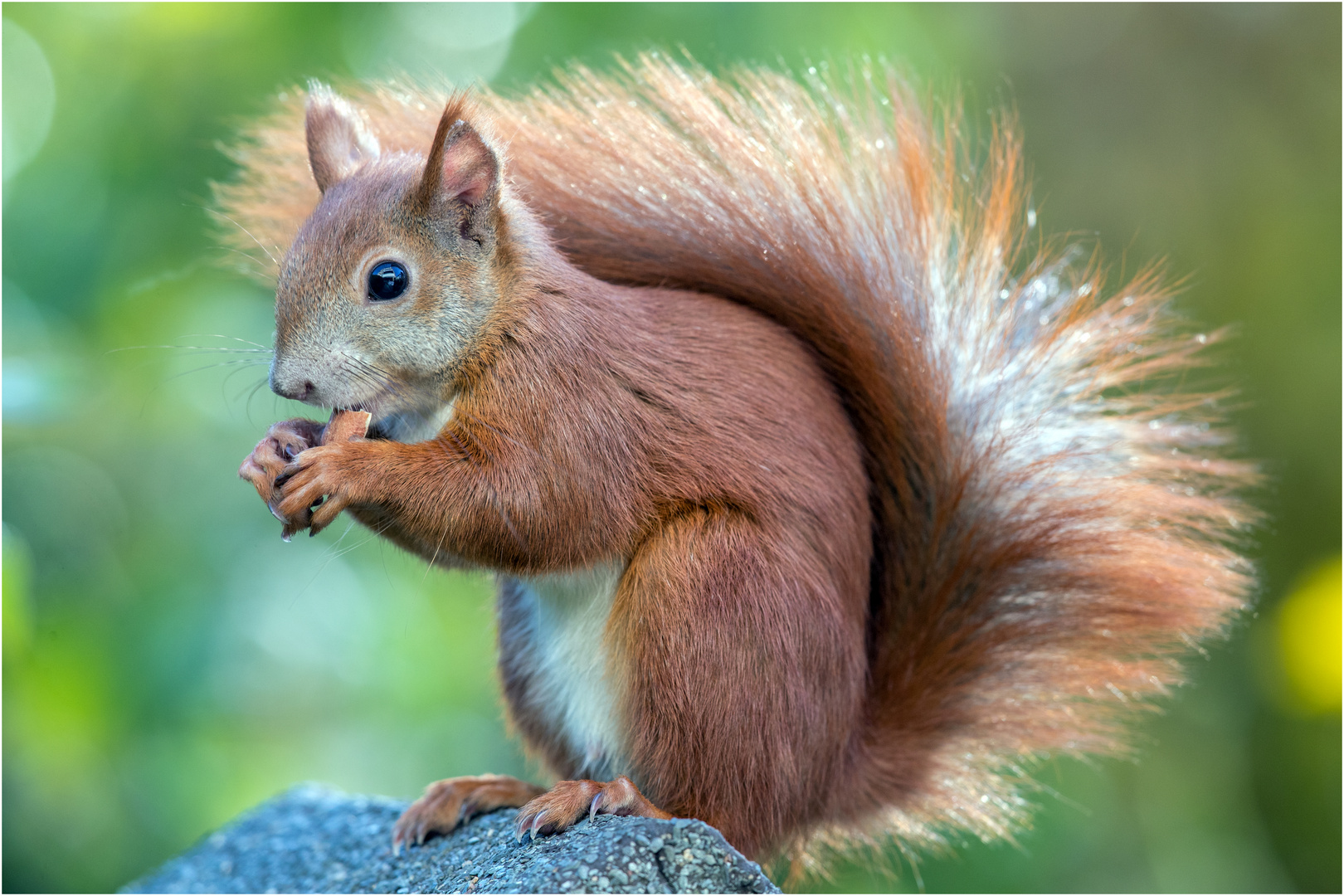Hörnchen mit dem Spiegelauge ..... Foto &amp; Bild | tiere, wildlife ...