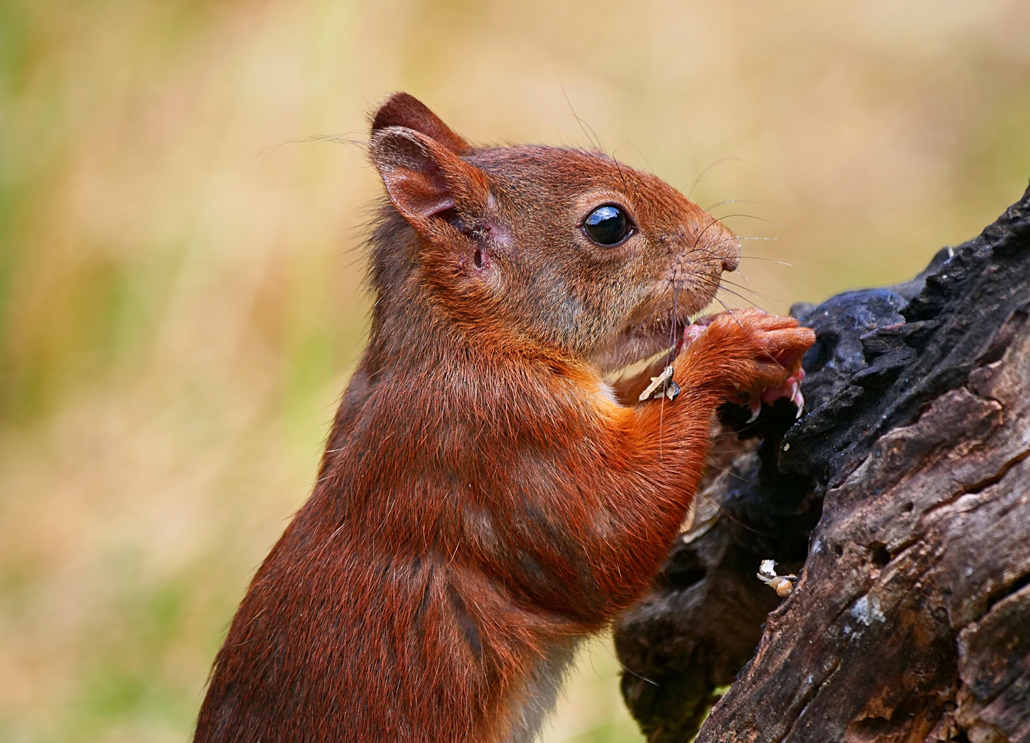 Hörnchen mit Durchblick