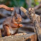 Hörnchen mit Durchblick