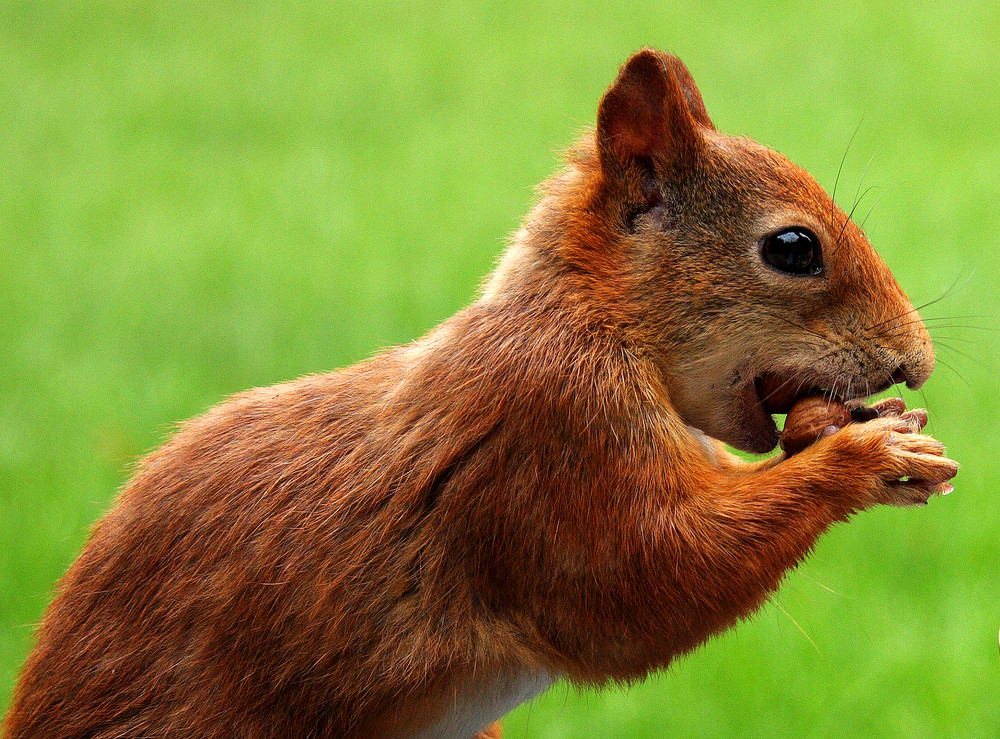 Hörnchen mit Nüssen [crop] bissel bearbeitet