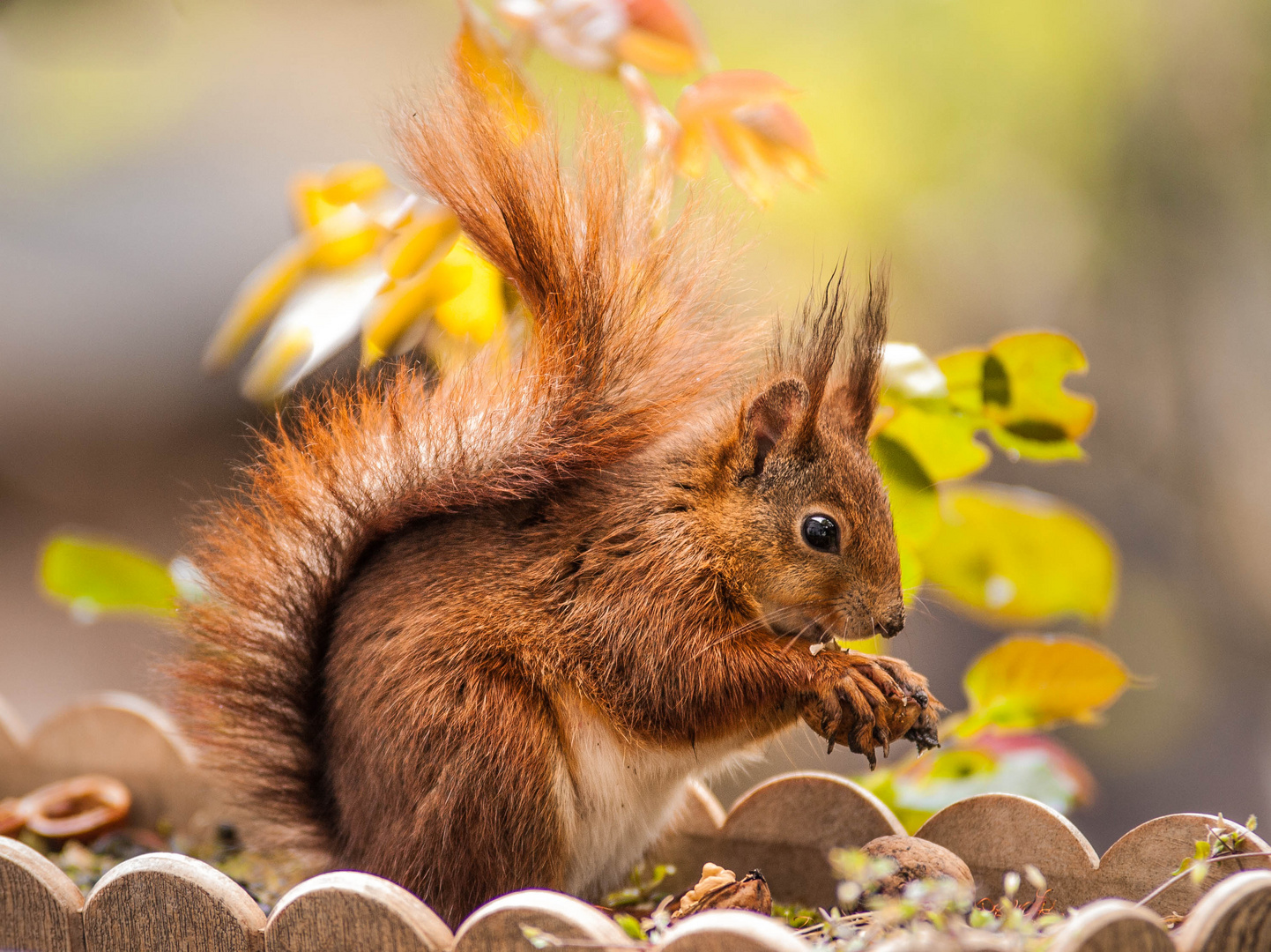 Hörnchen mit Nuss Foto &amp; Bild | natur, tiere, wildlife Bilder auf ...
