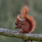 Hörnchen mit Pilz ...