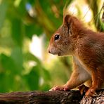 Hörnchen mit Profil