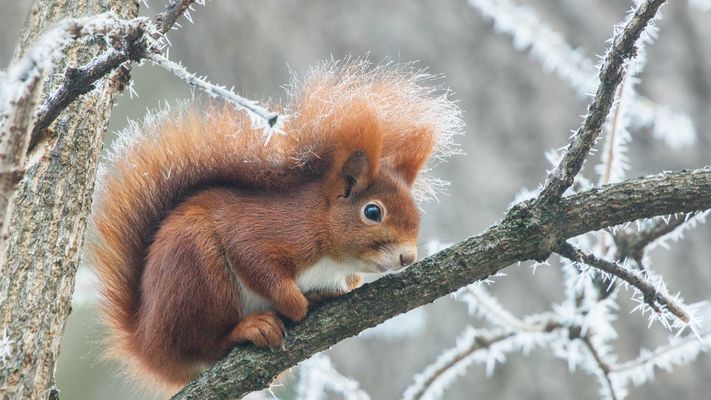 Hörnchen mit Raureif