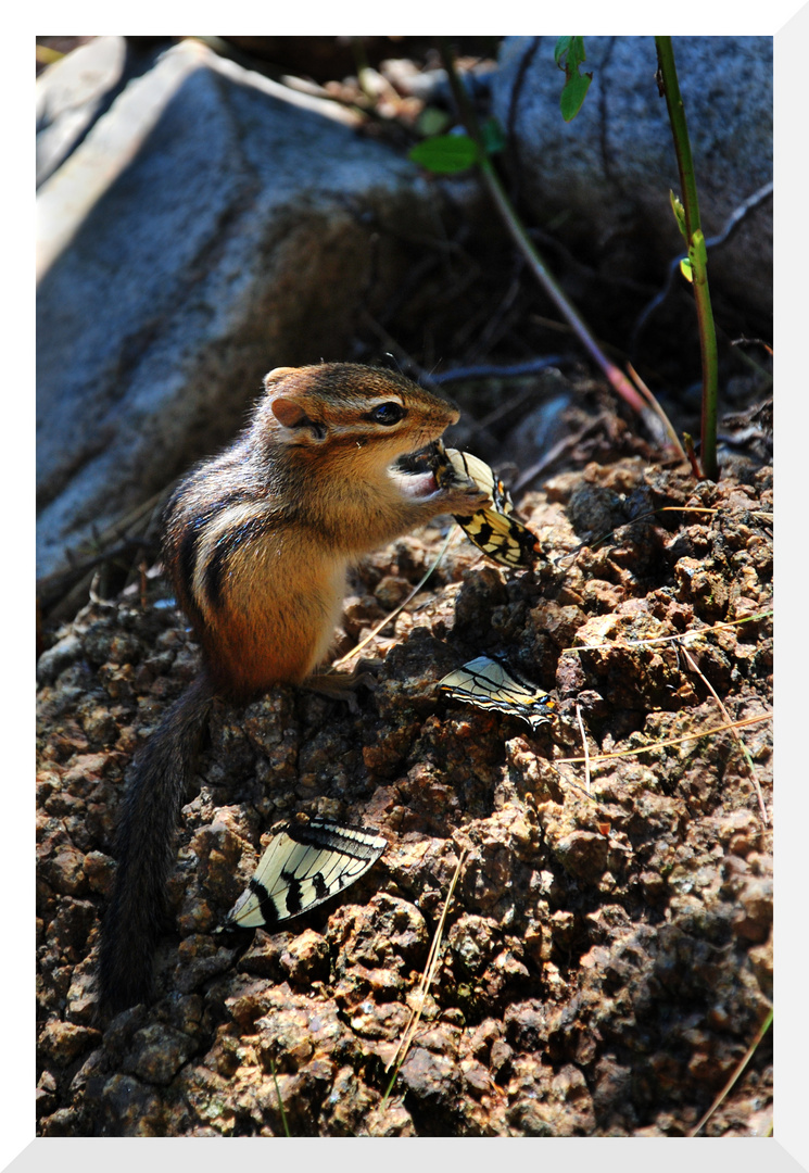 Hörnchen mit Schmetterling