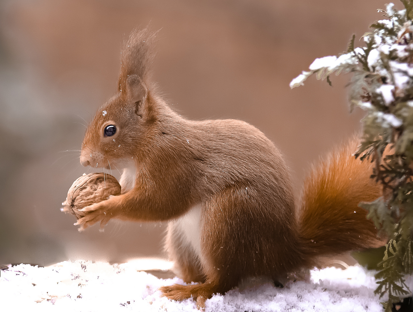 Hörnchen mit Sonderangebot