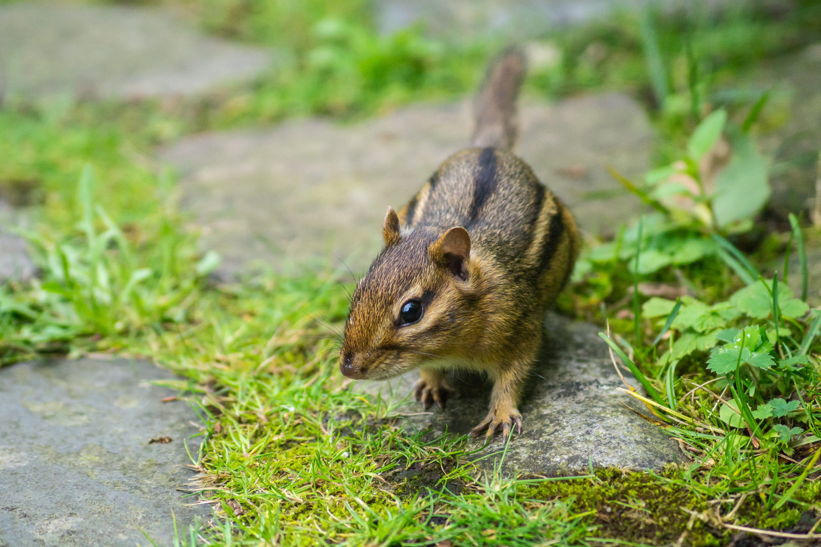 Hörnchen mit Streifen