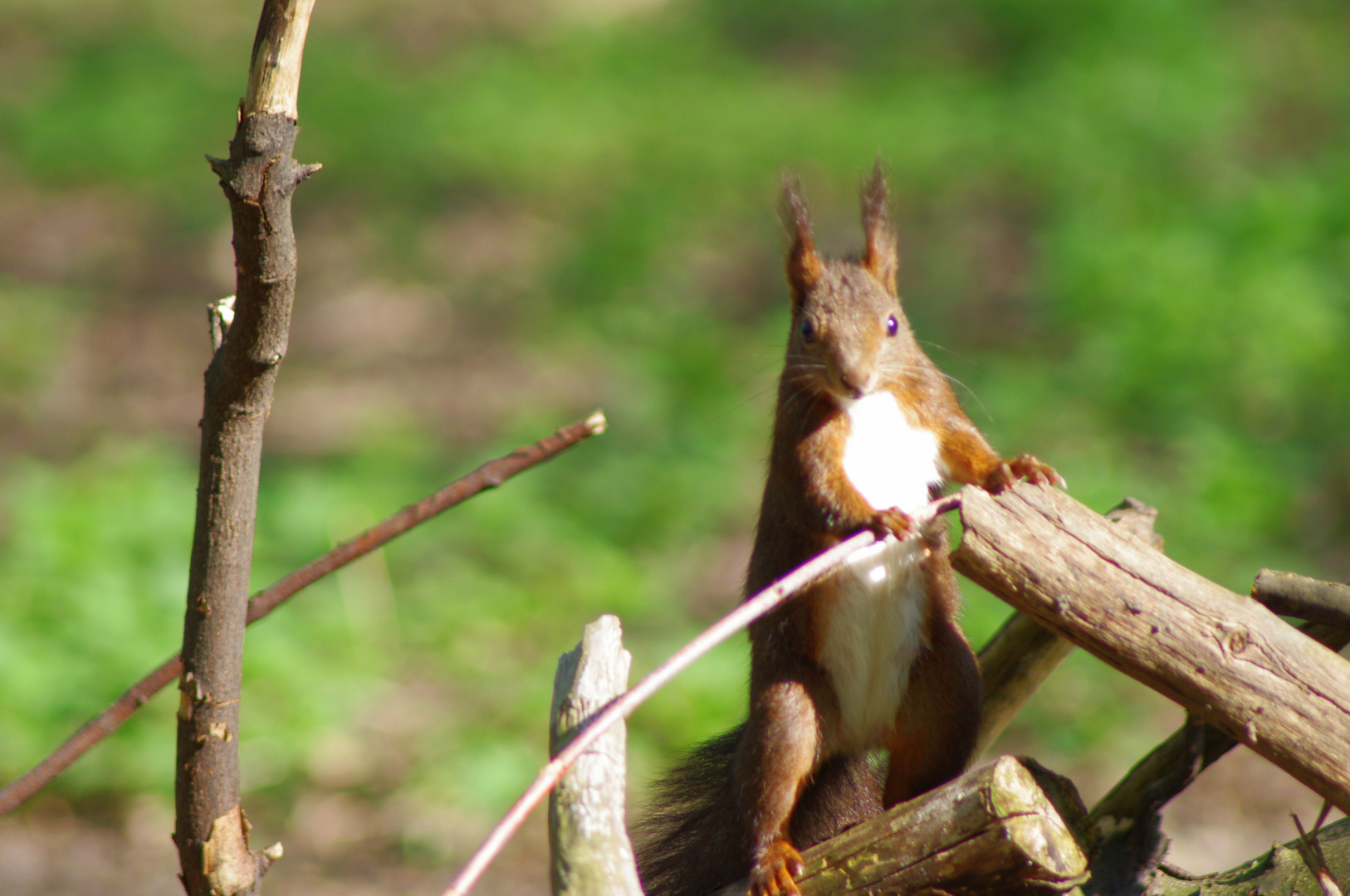 Hörnchen mit Streusel