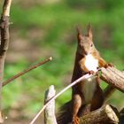 Hörnchen mit Streusel