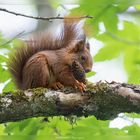 Hörnchen mit Zäpfchen