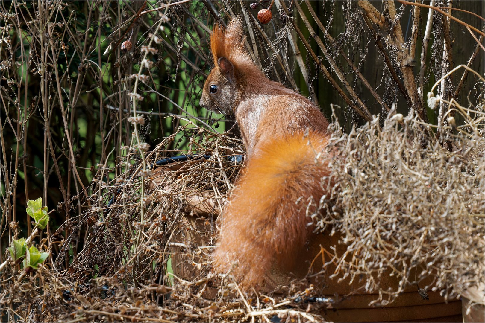 Hörnchen neugierig zwischen den alten Blummentöpfen  .....n