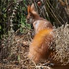 Hörnchen neugierig zwischen den alten Blummentöpfen  .....n