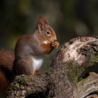 Hörnchen ohne Eis