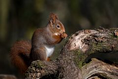 Hörnchen ohne Eis