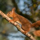 Hörnchen on Tour