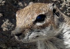 Hörnchen Portrait