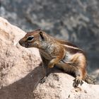 Hörnchen Posing