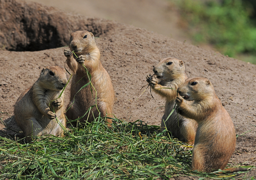 Hörnchen-Quartett