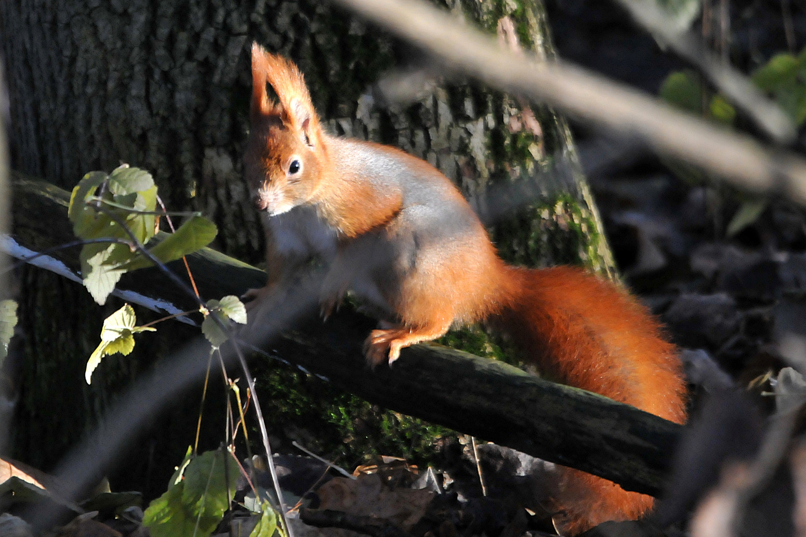 Hörnchen Rot-Weiss