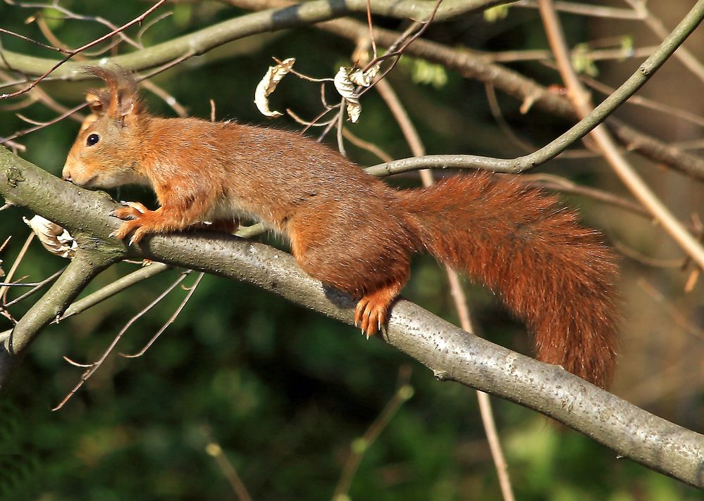 Hörnchen Schleicher