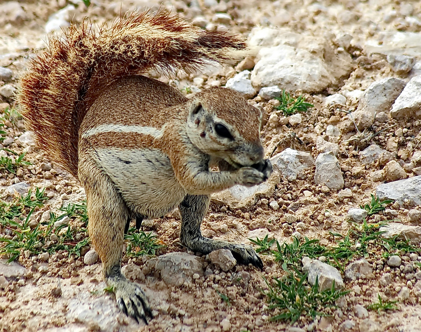 Hörnchen (Sciuridae)