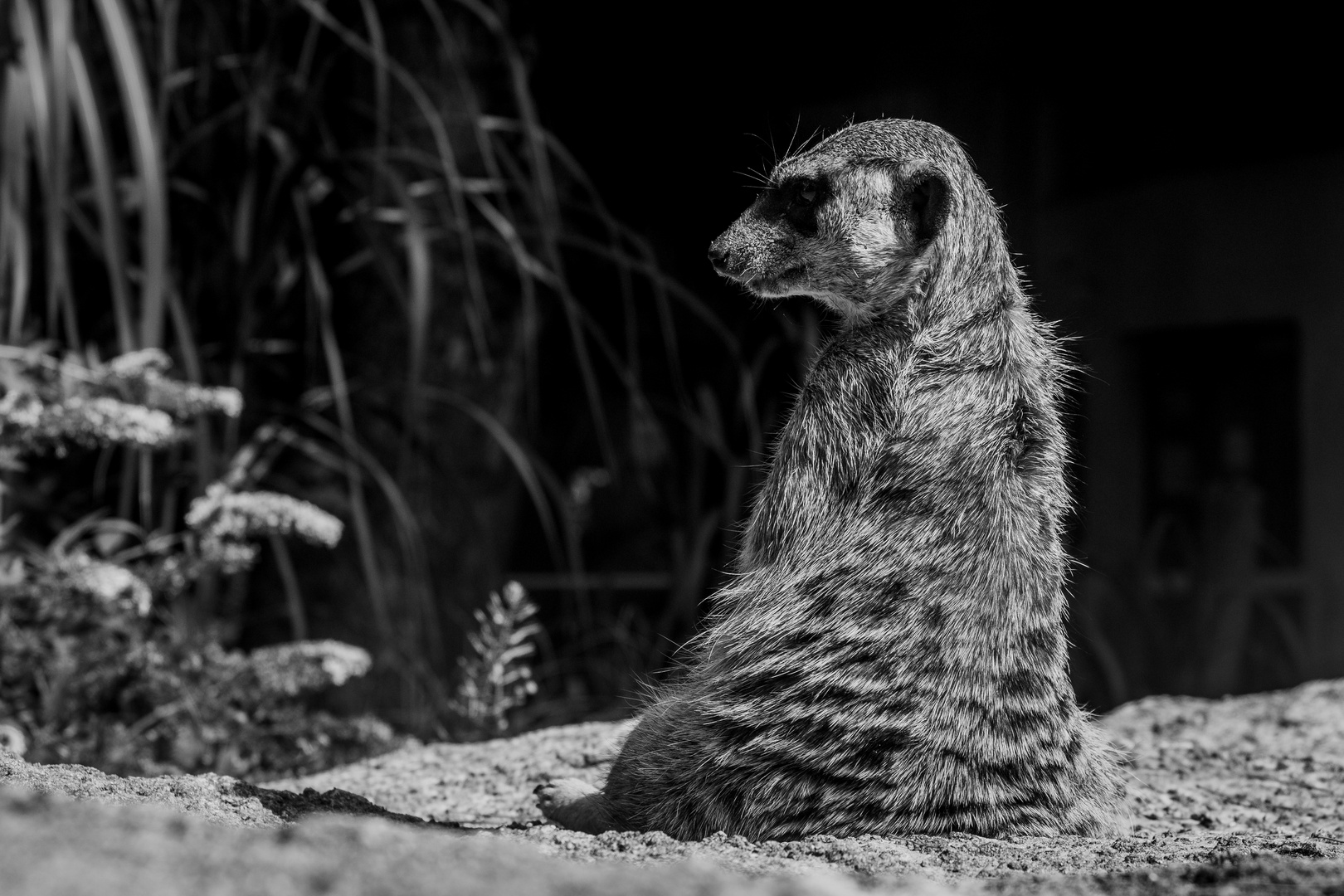 Hörnchen-Shooting