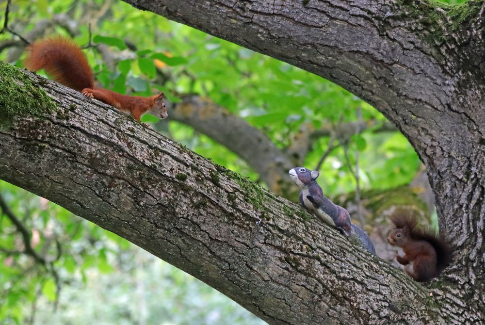 Hörnchen-Trio