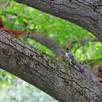 Hörnchen-Trio