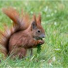 Hörnchen und der Löwenzahn  .....