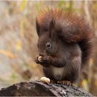 Hörnchen und die Erdnuß