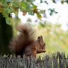 hörnchen unter der eiche