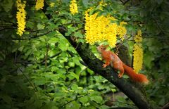 Hörnchen unterm Goldregen