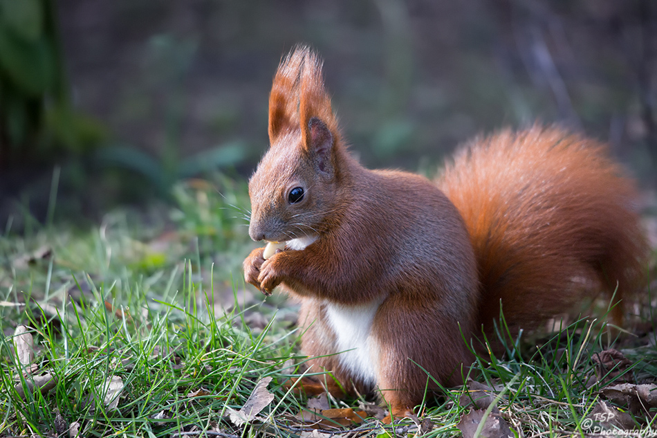 Hörnchen V