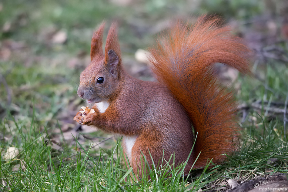 Hörnchen VI