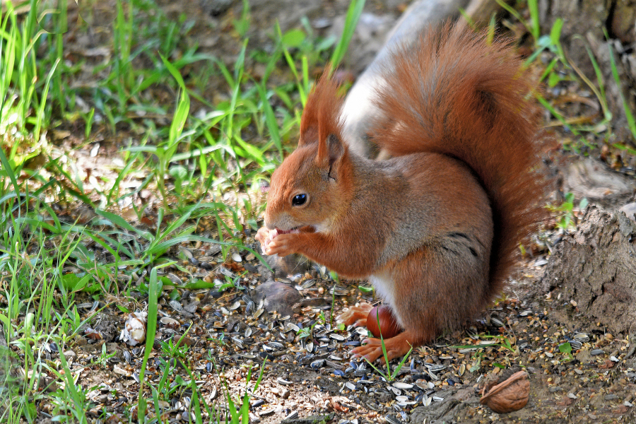 Hörnchen war da