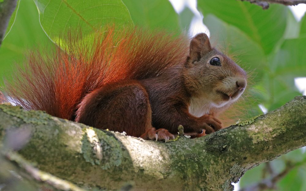 Hörnchen zum Sonntag