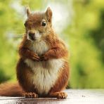 hörnchen...bei uns nicht mehr allein