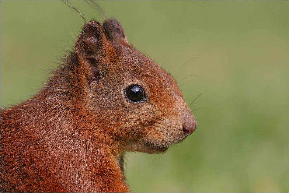 Hörnchenportrait